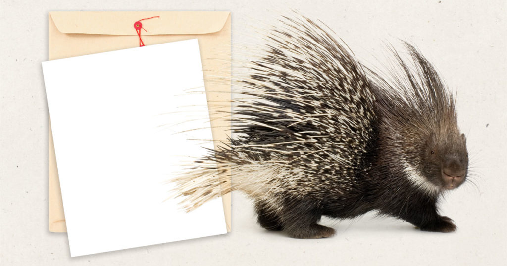 porcupine